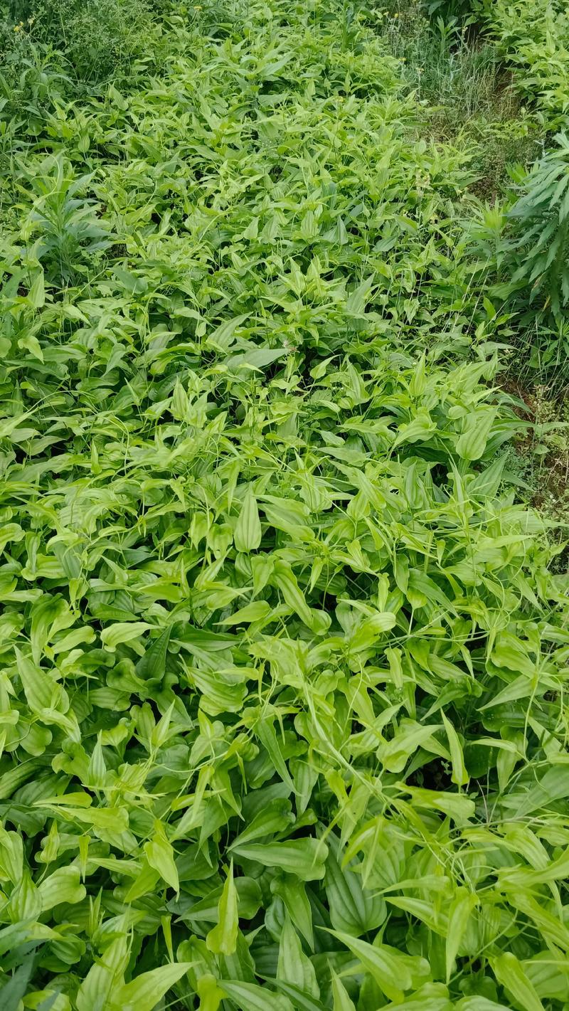 揭秘石斛深加工：选购指南