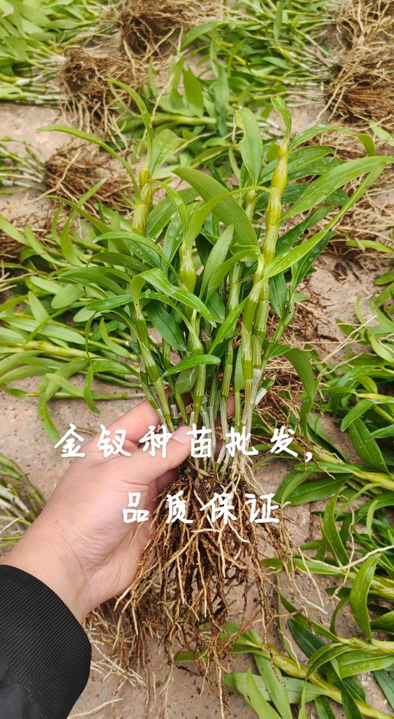 石斛种植行业新动态