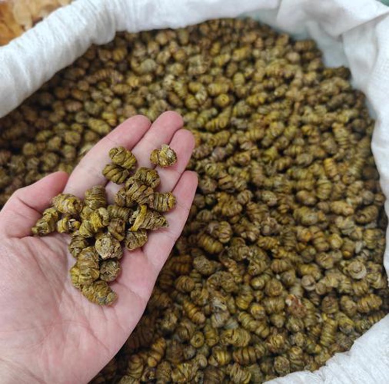 石斛种植技术大解析：走进绿色产业的美丽画卷